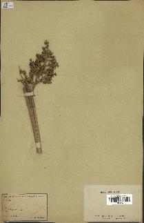 spécimen de Calamus sp.