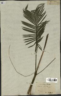 spécimen de Calamus ciliaris