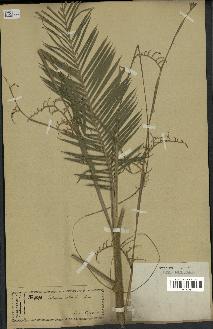 spécimen de Calamus ciliaris