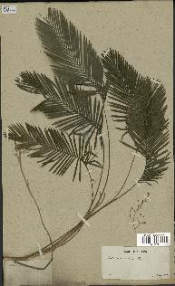 spécimen de Calamus ciliaris