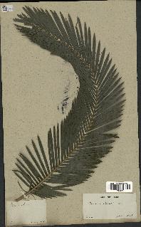 spécimen de Calamus ciliaris