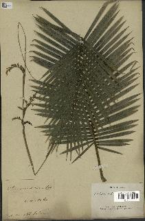 spécimen de Calamus ciliaris