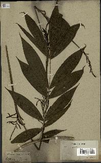 spécimen de Calamus javensis