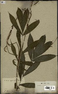 spécimen de Calamus equestris