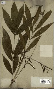 spécimen de Calamus javensis