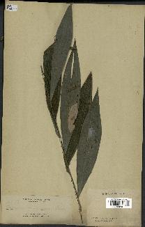 spécimen de Calamus elmerianus