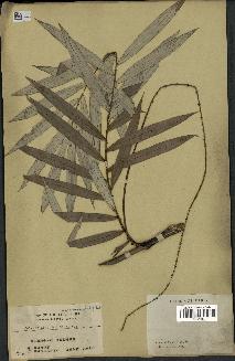spécimen de Calamus discolor