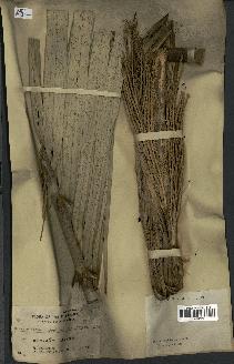 spécimen de Calamus discolor