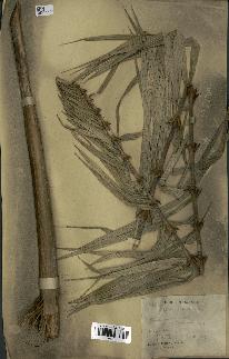 spécimen de Calamus discolor