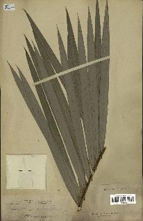 spécimen de Calamus discolor