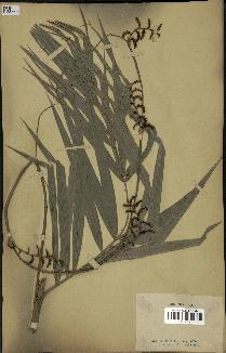 spécimen de Calamus mollis