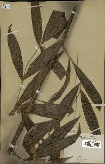 spécimen de Calamus javensis