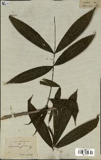 spécimen de Calamus javensis