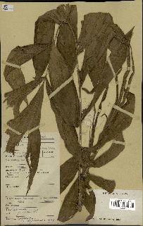 spécimen de Calamus javensis