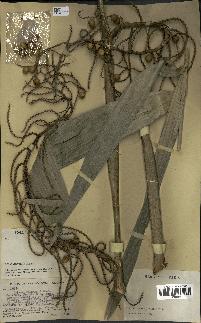 spécimen de Calamus hollrungii
