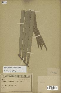spécimen de Butia yatay