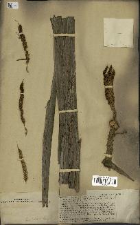 spécimen de Areca catechu