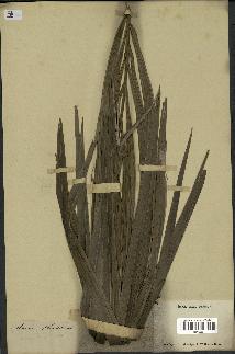 spécimen de Areca catechu