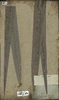 spécimen de Areca catechu