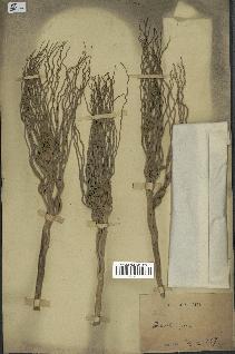 spécimen de Areca catechu