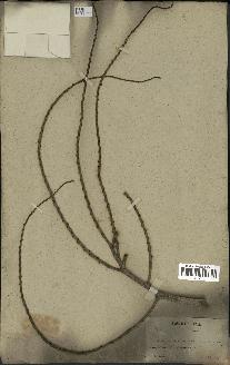 spécimen de Ptychosperma gracile