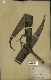 spécimen de Pinanga kuhlii