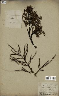spécimen de Livistona chinensis