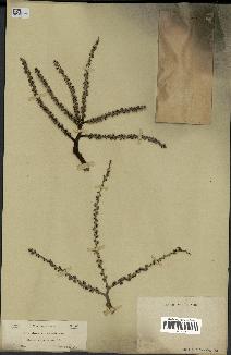 spécimen de Livistona chinensis