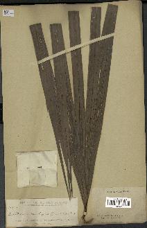 spécimen de Livistona rotundifolia