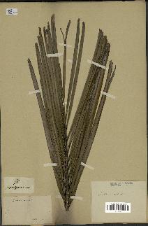 spécimen de Jubaea chilensis