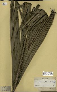 spécimen de Jubaea chilensis