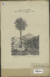 spécimen de Jubaea chilensis