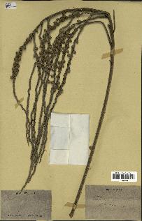 spécimen de Syagrus inajai