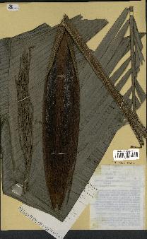 spécimen de Syagrus inajai