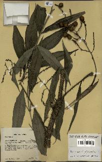 spécimen de Desmoncus polyacanthos