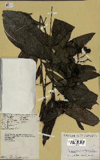 spécimen de Desmoncus polyacanthos
