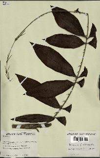 spécimen de Desmoncus polyacanthos