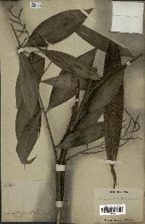 spécimen de Desmoncus polyacanthos