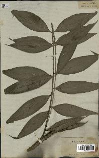 spécimen de Desmoncus polyacanthos