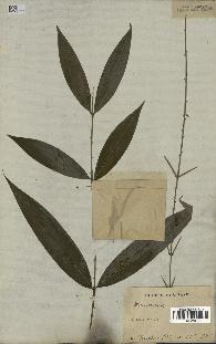 spécimen de Desmoncus polyacanthos