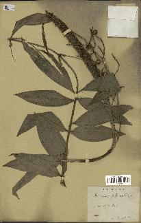 spécimen de Desmoncus pycnacanthos