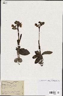 spécimen de Ophrys lutea