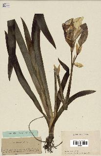spécimen de Iris cengialti