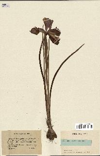 spécimen de Iris xiphioides