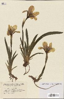 spécimen de Iris lutescens