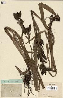 spécimen de Iris pseudacorus