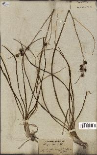 spécimen de Anthericum liliago