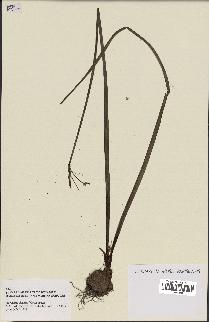 spécimen de Narcissus bulbocodium