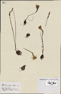 spécimen de Narcissus bulbocodium