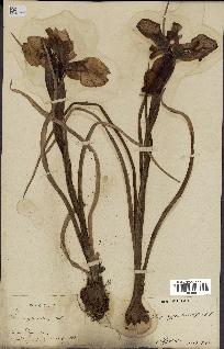 spécimen de Iris latifolia